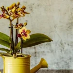 jak-pecovat-o-orchideje-na-podzim-aby-prezily-zimu-uzitecne.webp.webp